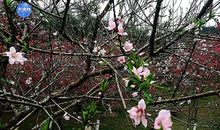 雨中的一束桃花
