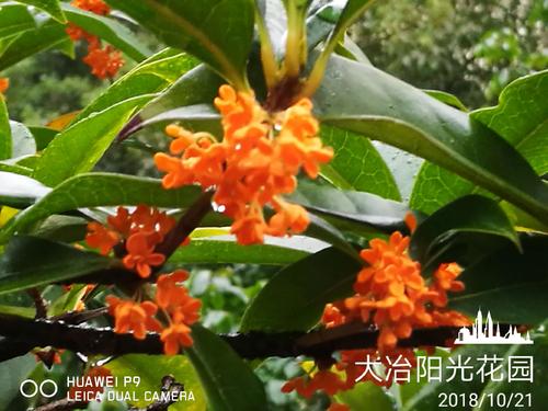桂花再开一年
