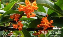 又是一年桂花开