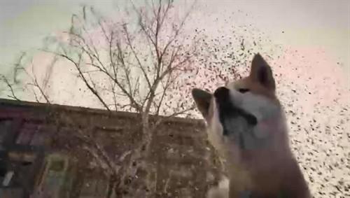 关于“忠犬八公”的思考