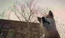 观《忠犬八公》有感