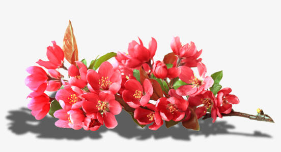 我是李子