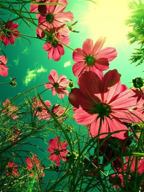灿烂如夏
