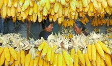 丰收时节话丰收