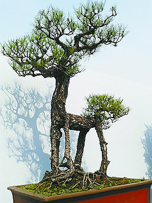 植物“三剑客”