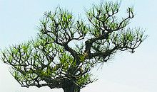 植物“三剑客”