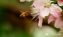 开出冬天的一朵花