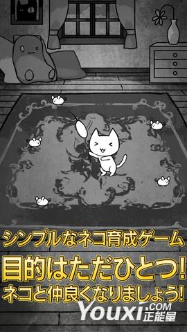 猫观察日记