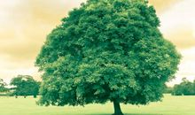 树木的启示