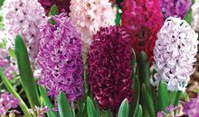 我与一株风信子