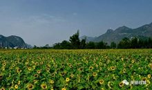 家乡的那一抹绿