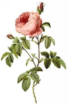 听花