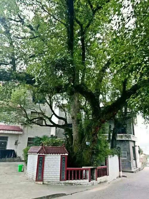 大樟树默默奉献