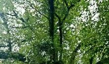 默默奉献的大樟树