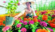 拒绝做温室里的花朵