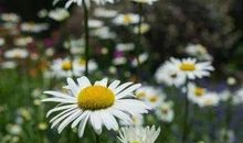 春花逝，夏荫凉