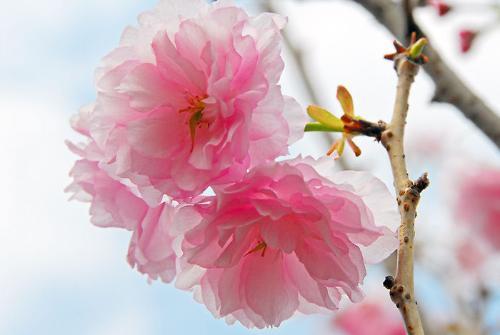 校园樱花