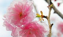 校园里的樱桃花