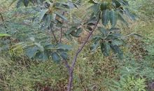 记忆中的板栗树