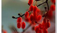 那寒冬中的一抹红