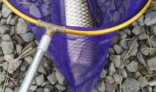 难忘的一次烧烤