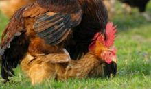 不会下蛋的母鸡