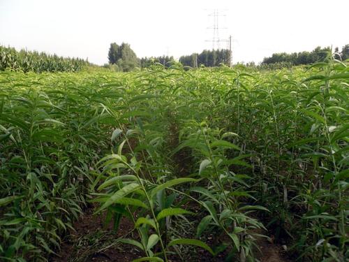 我的植物朋友桃树