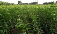 我的植物朋友桃树