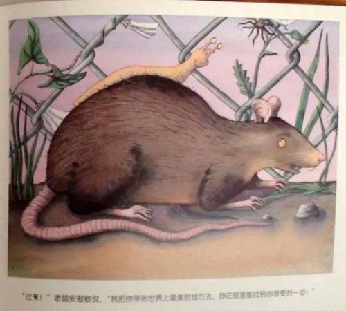 我和老鼠之间的事