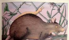 我和老鼠的那点事儿