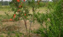 石榴树下的回忆