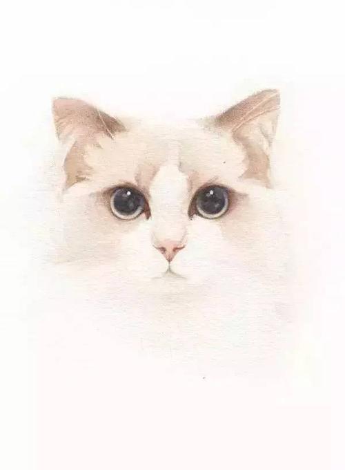 画猫