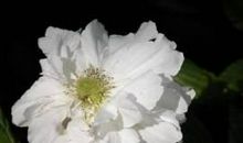 触动了我心灵的小草