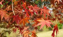 我喜欢这样的秋天