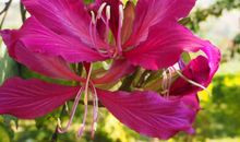 开在冬天里的花