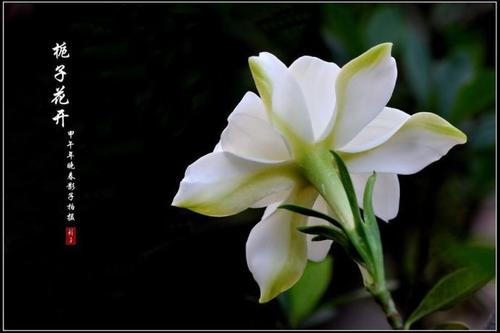 ia子花园是我想念的地方