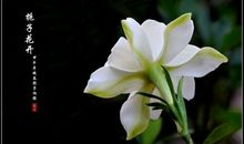 栀子花圃是个让我怀念的地方