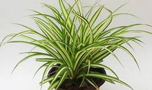 我的植物朋友吊兰