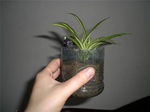 花卉专家