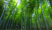 家乡的那一片竹林