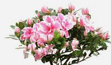 我的植物朋友杜鹃花