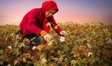 摘棉花
