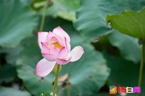 我是莲花