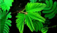 我的含羞草朋友