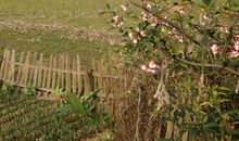 家乡是一个让我牵挂的地方