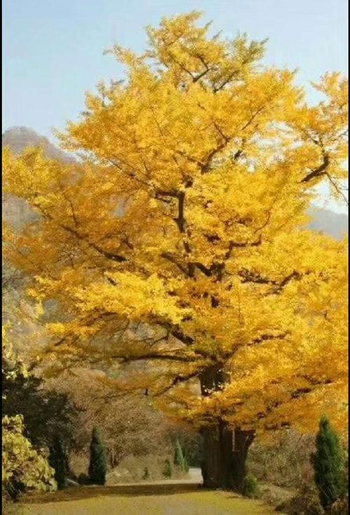 秋天让我陶醉
