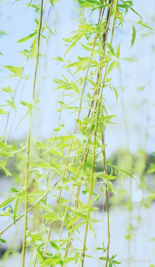 我家楼下的柳树