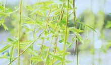 我家楼下的柳树