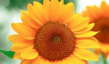 想起你的时候很温暖