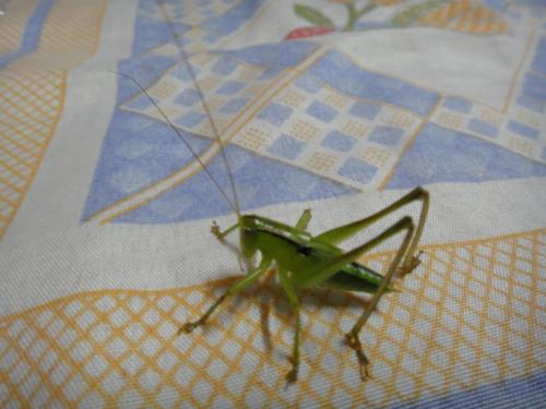 我家的蚱hopper